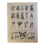 Antique engraving of carrots - 1920