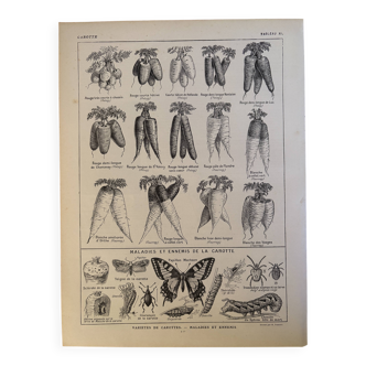 Antique engraving of carrots - 1920