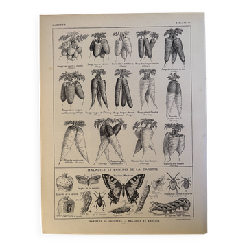 Ancienne gravure sur les carottes - 1920