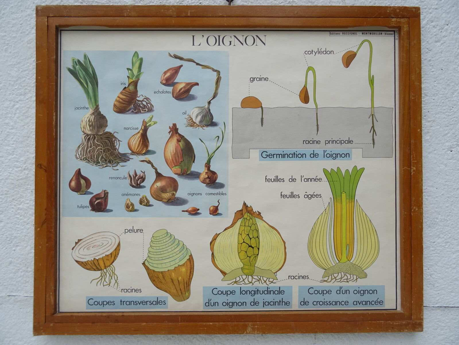 Set of 10 Rossignol posters on plants with frame