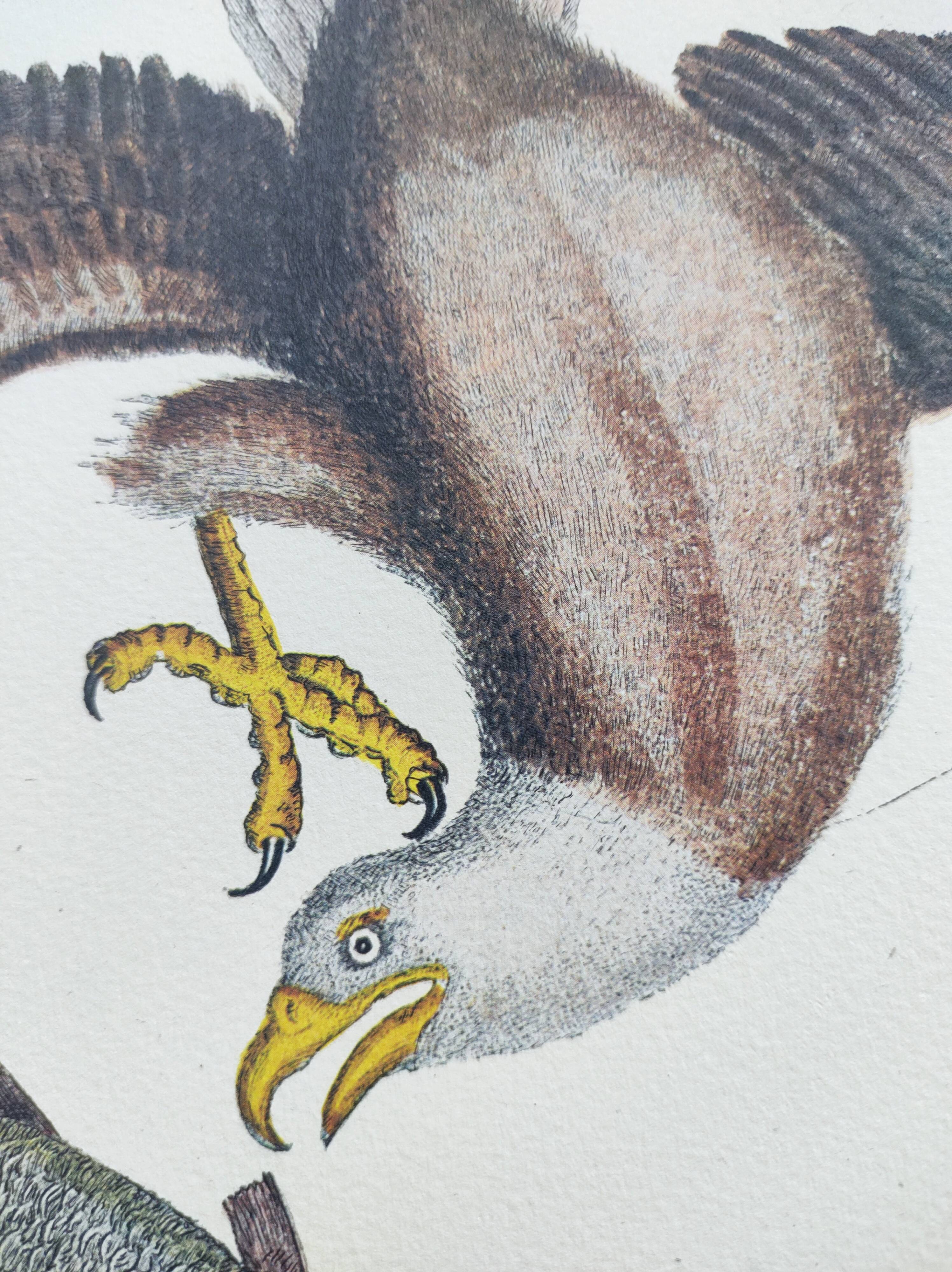 Antique bird engraving - Eagle - Vintage natural plate by Seligmann