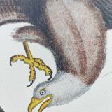 Antique bird engraving - Eagle - Vintage natural plate by Seligmann