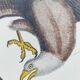 Antique bird engraving - Eagle - Vintage natural plate by Seligmann