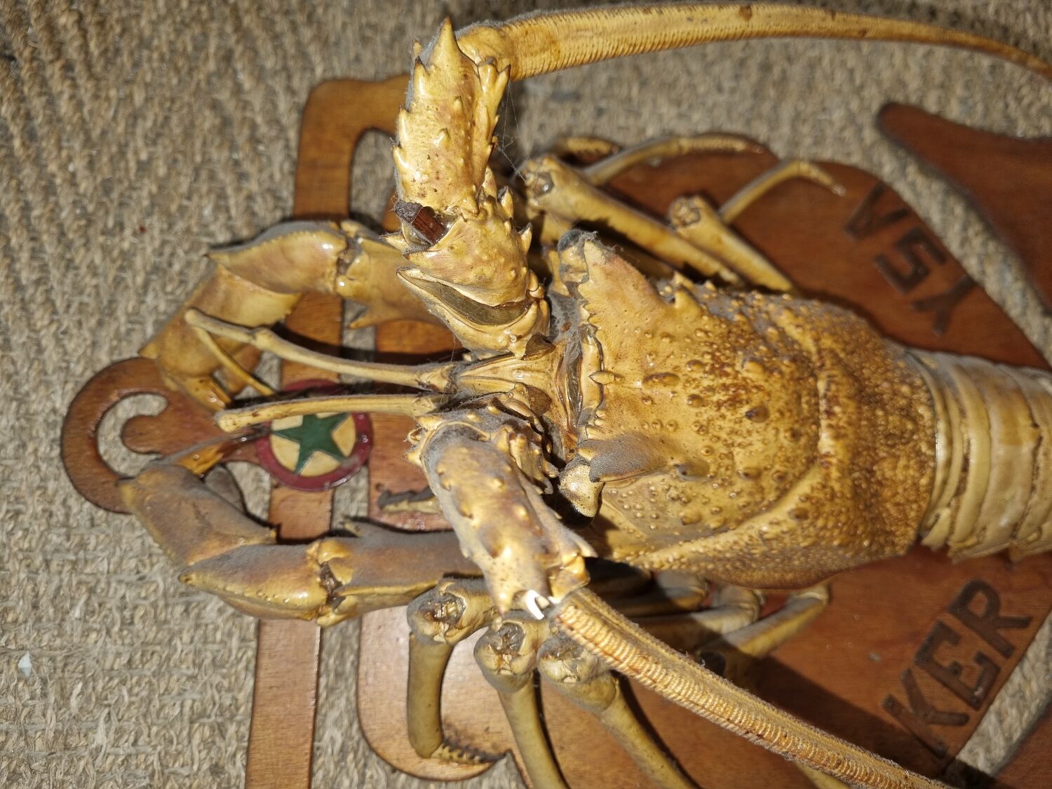 Naturalized lobster of the mid-twentieth century