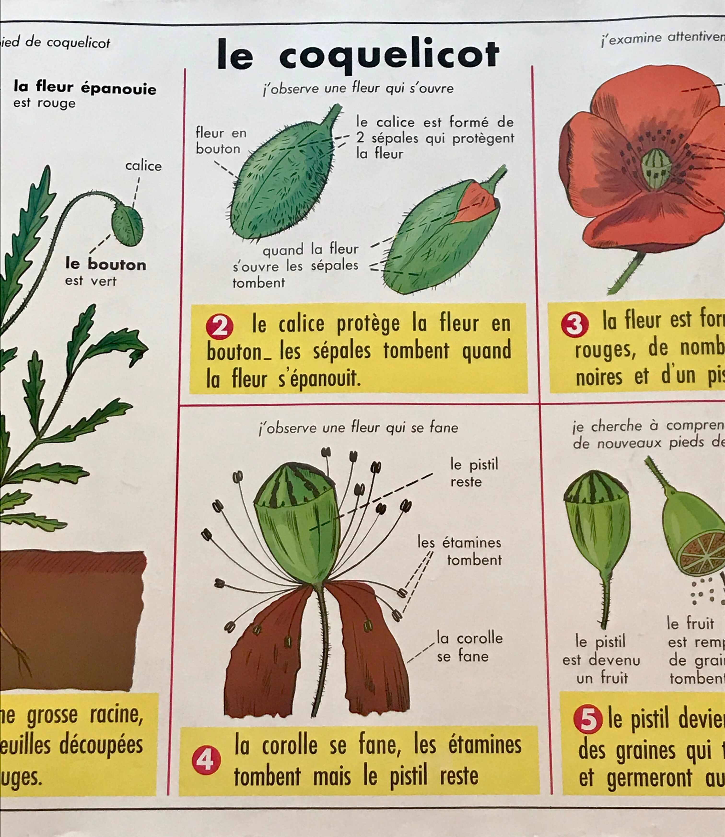 educational poster biology "The cherry" and "The poppy" 50s