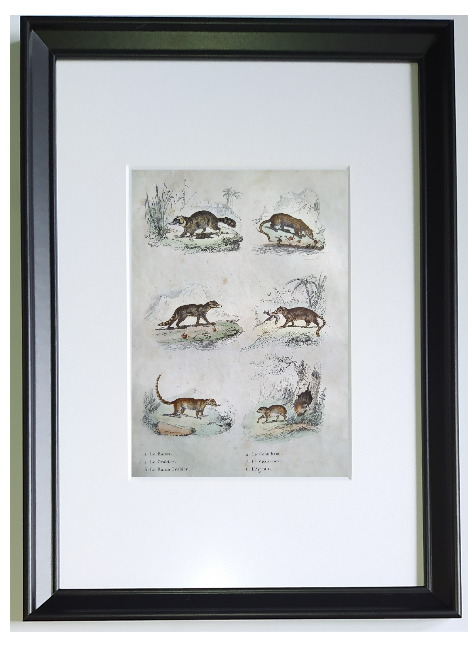 Original zoological board " raton, crabier, raton crabier,... - buffon 1838