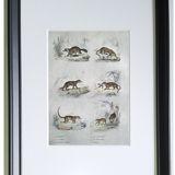 Original zoological board " raton, crabier, raton crabier,... - buffon 1838