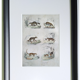 Original zoological board " raton, crabier, raton crabier,... - buffon 1838