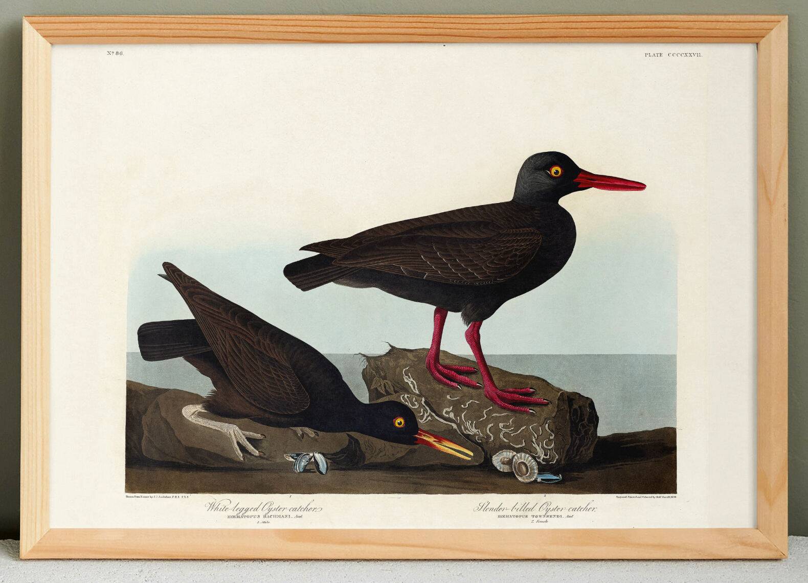 Poster about the "Eurasian Oystercatcher", based on an old engraving from 1827.
