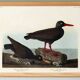 Poster about the "Eurasian Oystercatcher", based on an old engraving from 1827.