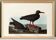 Poster about the "Eurasian Oystercatcher", based on an old engraving from 1827.