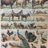 Lot de trois gravures aquarellées