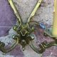 Paire d'appliques en bronze
