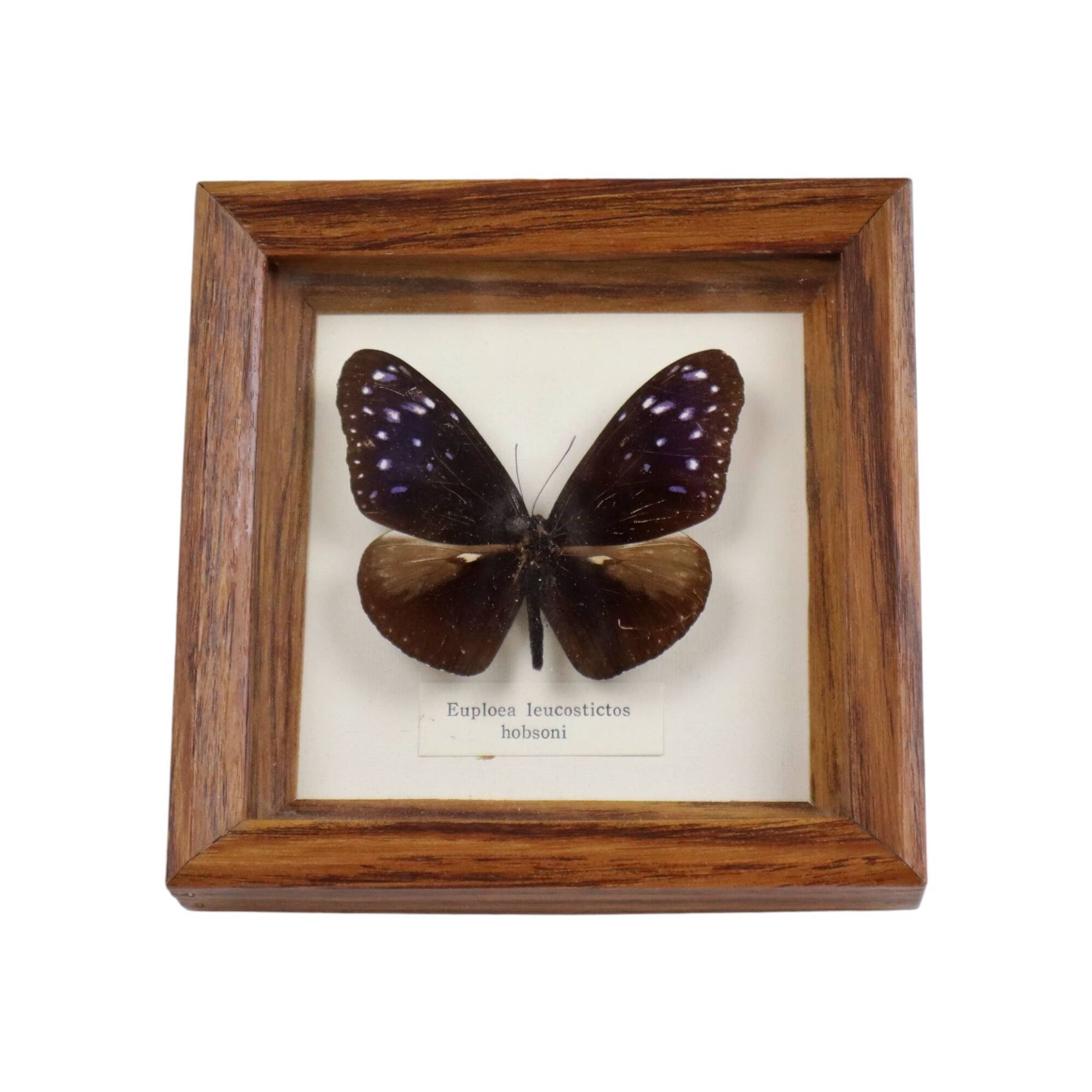 Framed Tropical Butterfly Gold Frame Asia Taxidermy 15cm