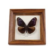 Framed Tropical Butterfly Gold Frame Asia Taxidermy 15cm