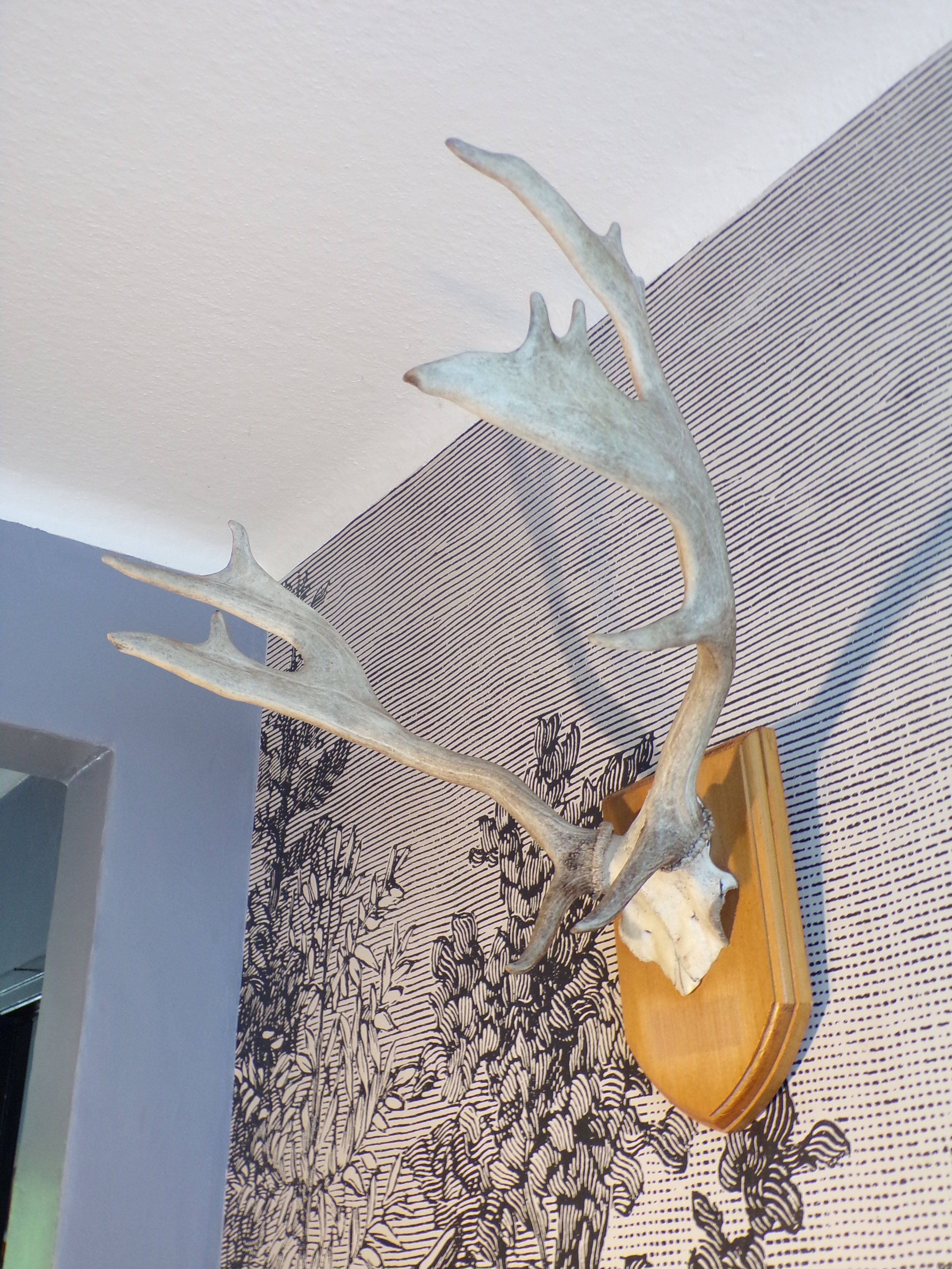 Suede hunting trophy