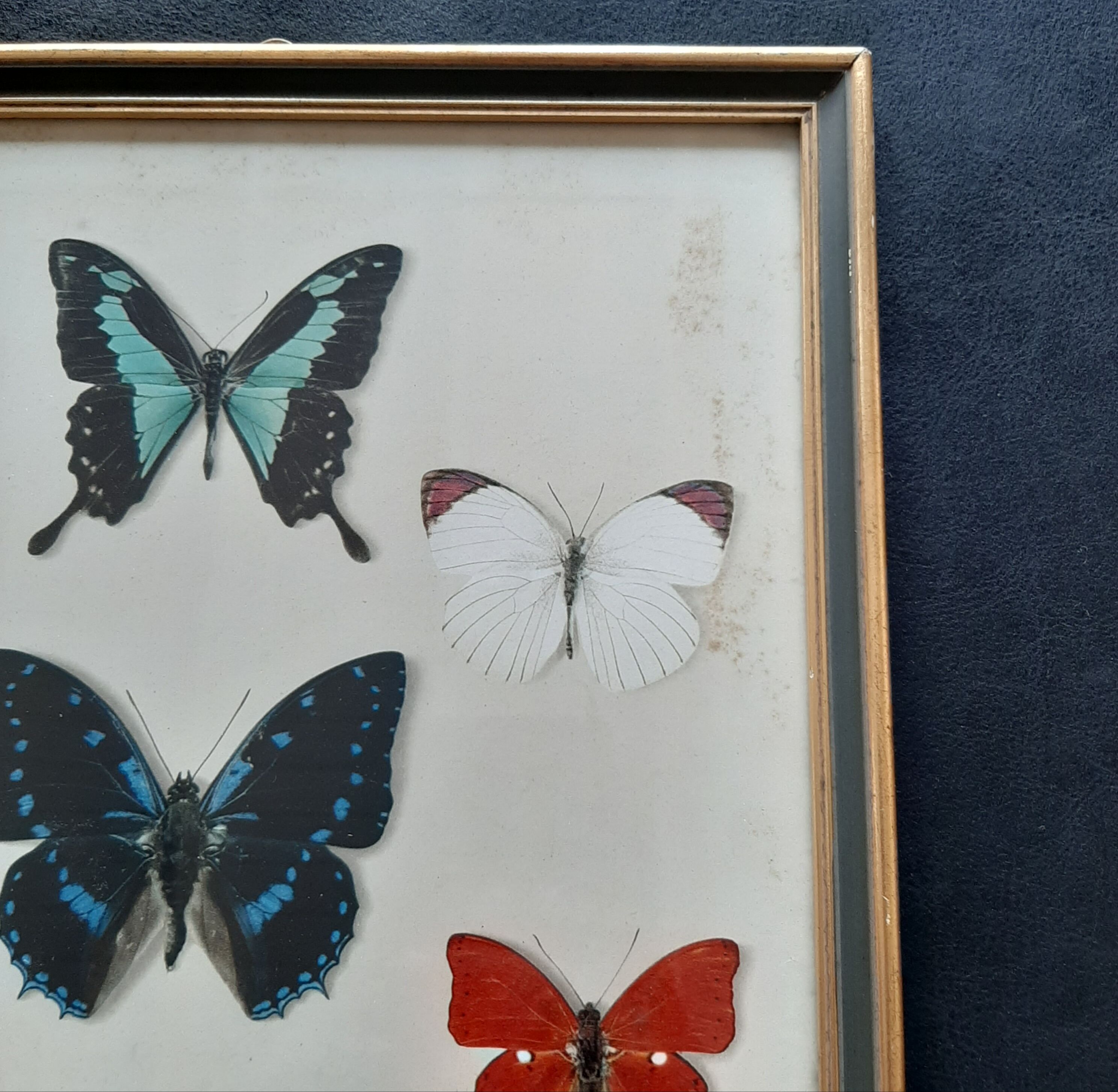 Ancient butterfly frame