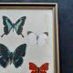 Cadre ancien papillons