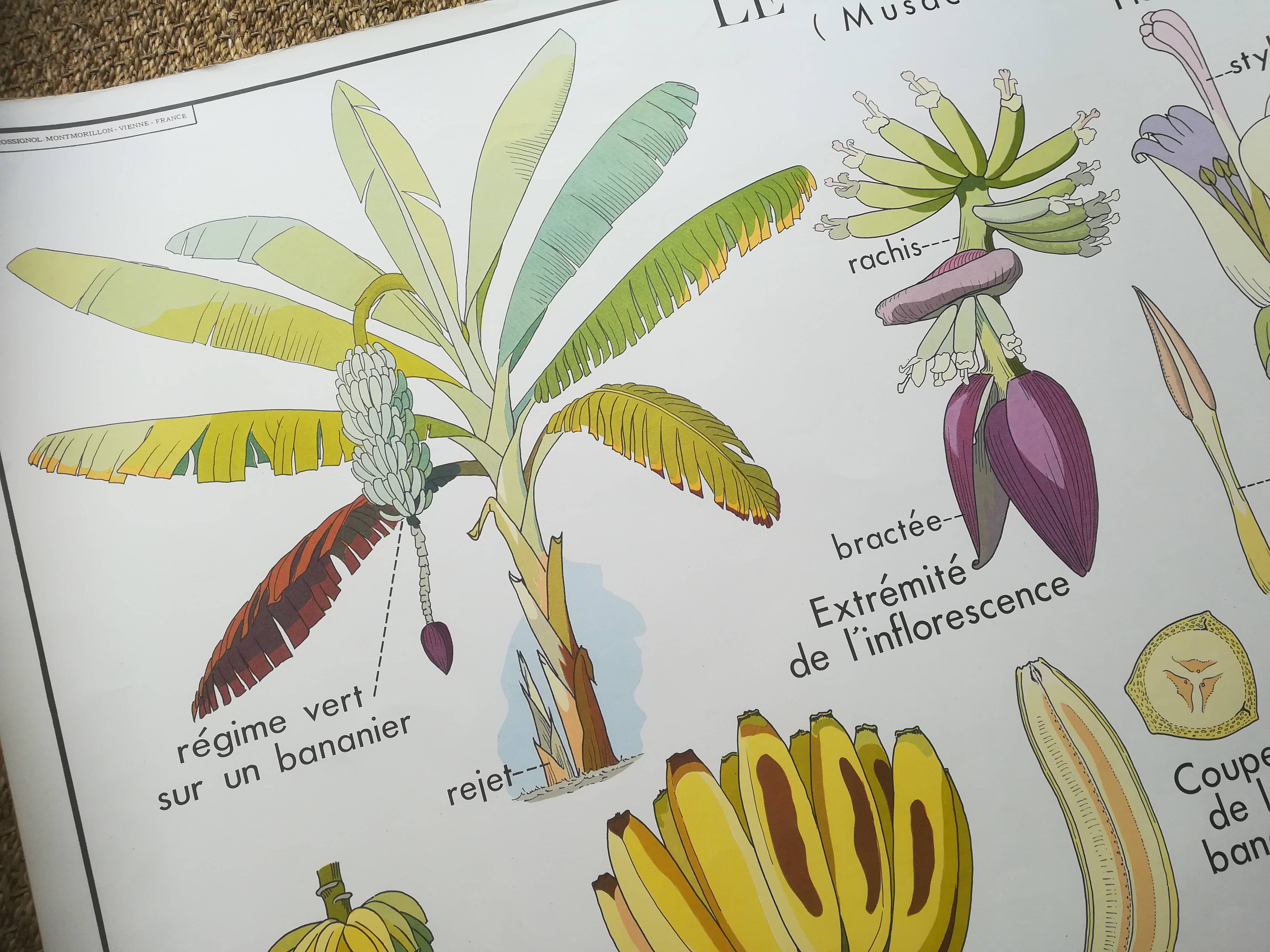 Rossignol pedagogical poster "The banana and pineapple" vintage.