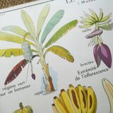 Rossignol pedagogical poster "The banana and pineapple" vintage.