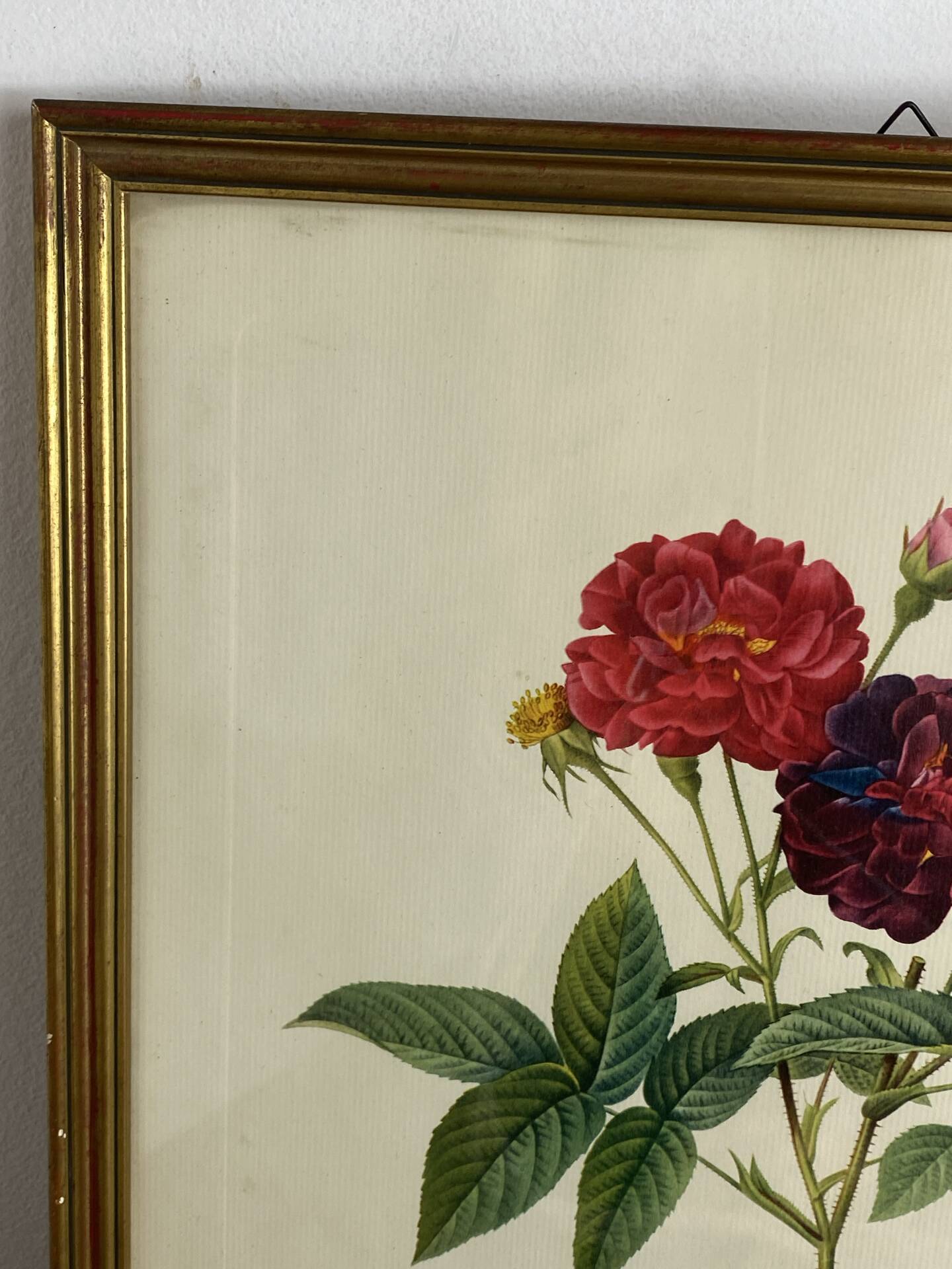 Botanical poster, Rose of Van Eden, P-J Redouté