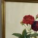 Botanical poster, Rose of Van Eden, P-J Redouté