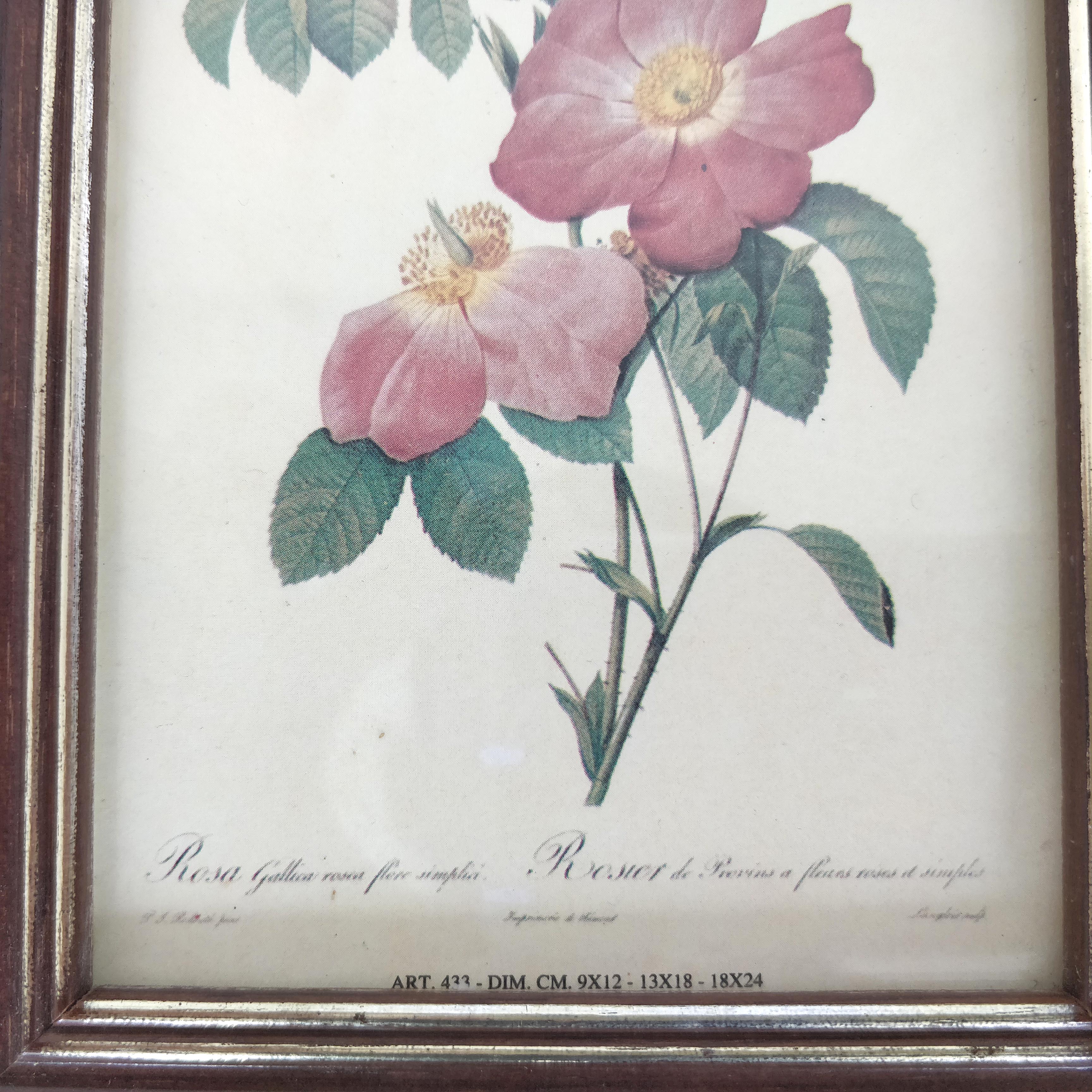 Pair rose illustrations