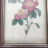 Pair rose illustrations