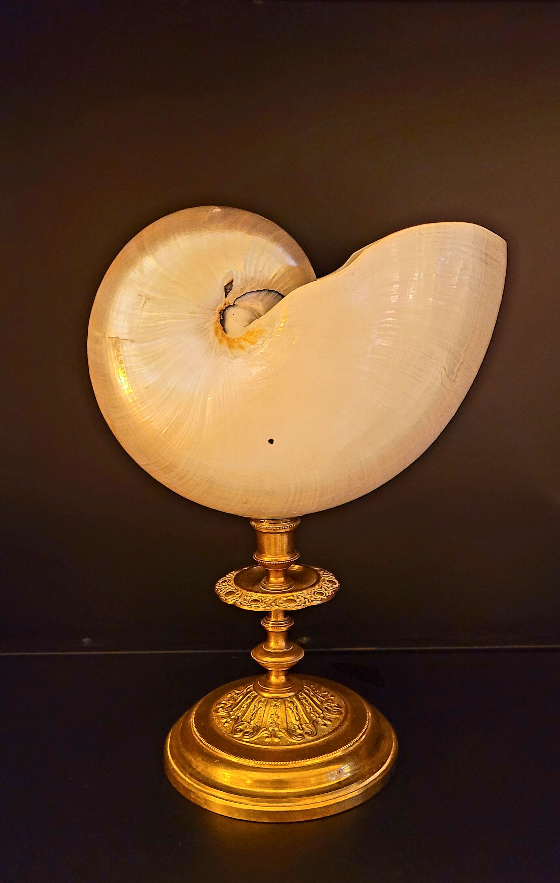 Cabinet of curiosities Nautile mother-of-pearl shell old collection