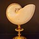 Cabinet of curiosities Nautile mother-of-pearl shell old collection