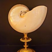 Cabinet of curiosities Nautile mother-of-pearl shell old collection