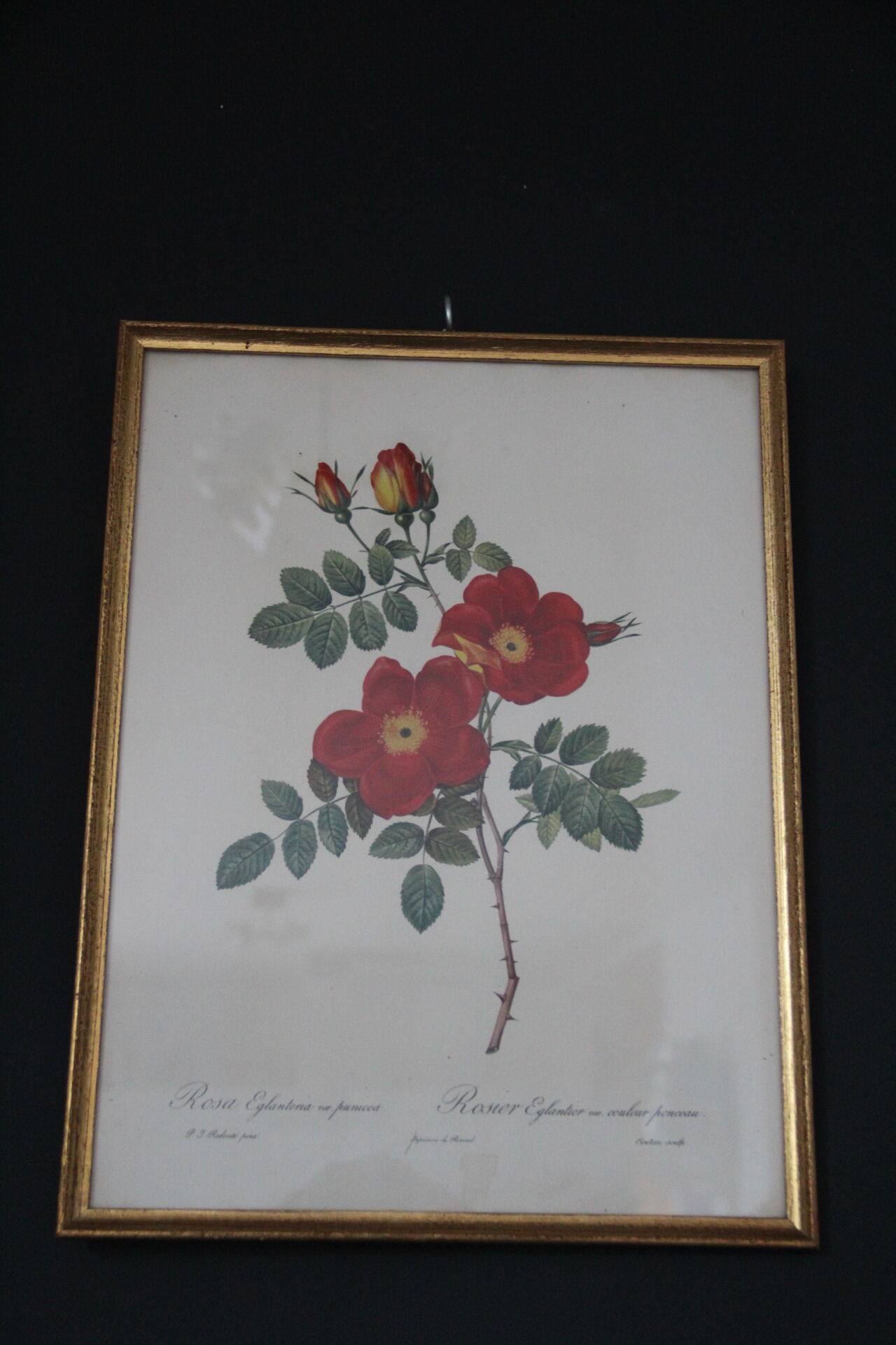 Framed engraving by Redouté Rose Rose