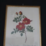 Framed engraving by Redouté Rose Rose