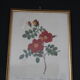 Gravure encadrée de Redouté Rosier églantier