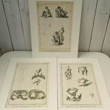 Engravings EIGHTEENth hermaphrodites Diderot cabinet curiosity