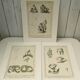 Engravings EIGHTEENth hermaphrodites Diderot cabinet curiosity