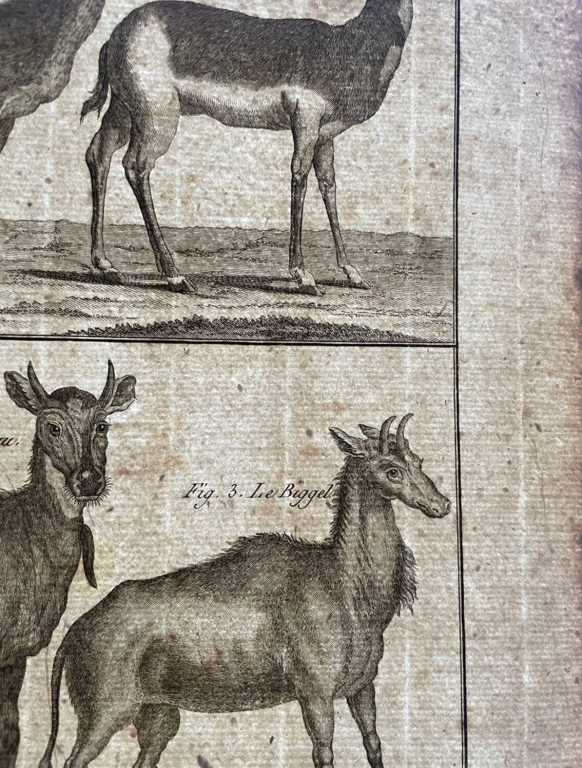 Engraving Old book 18th century Buffon, Bonnaterre, Natural history