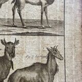 Engraving Old book 18th century Buffon, Bonnaterre, Natural history