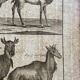 Engraving Old book 18th century Buffon, Bonnaterre, Natural history