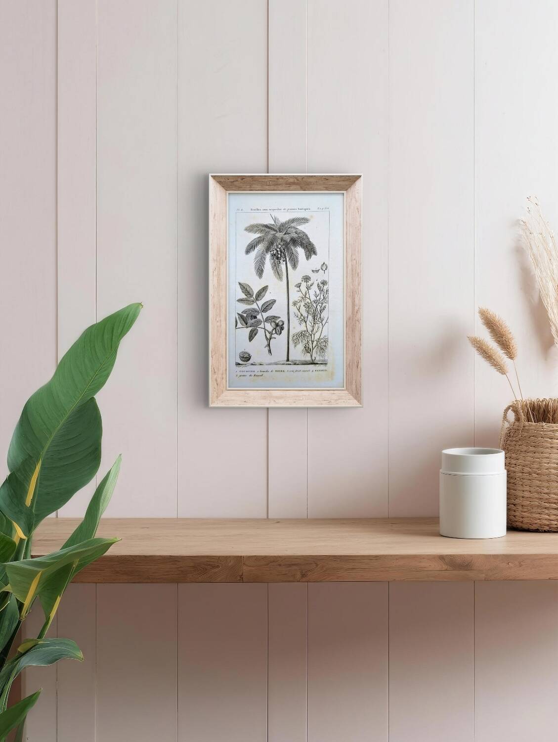 Printed in 1818, coconut tree, walnut and fennel. By Saint-Pierre.