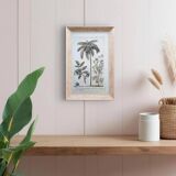 Printed in 1818, coconut tree, walnut and fennel. By Saint-Pierre.