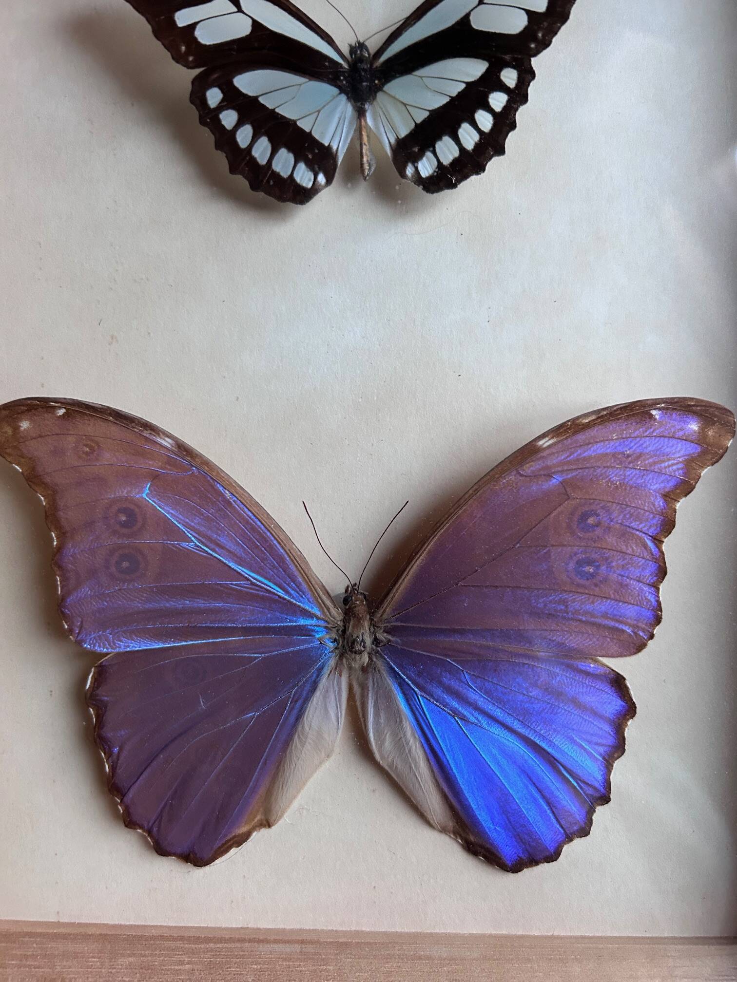 Frame of naturalized butterflies