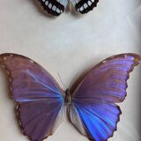 Frame of naturalized butterflies