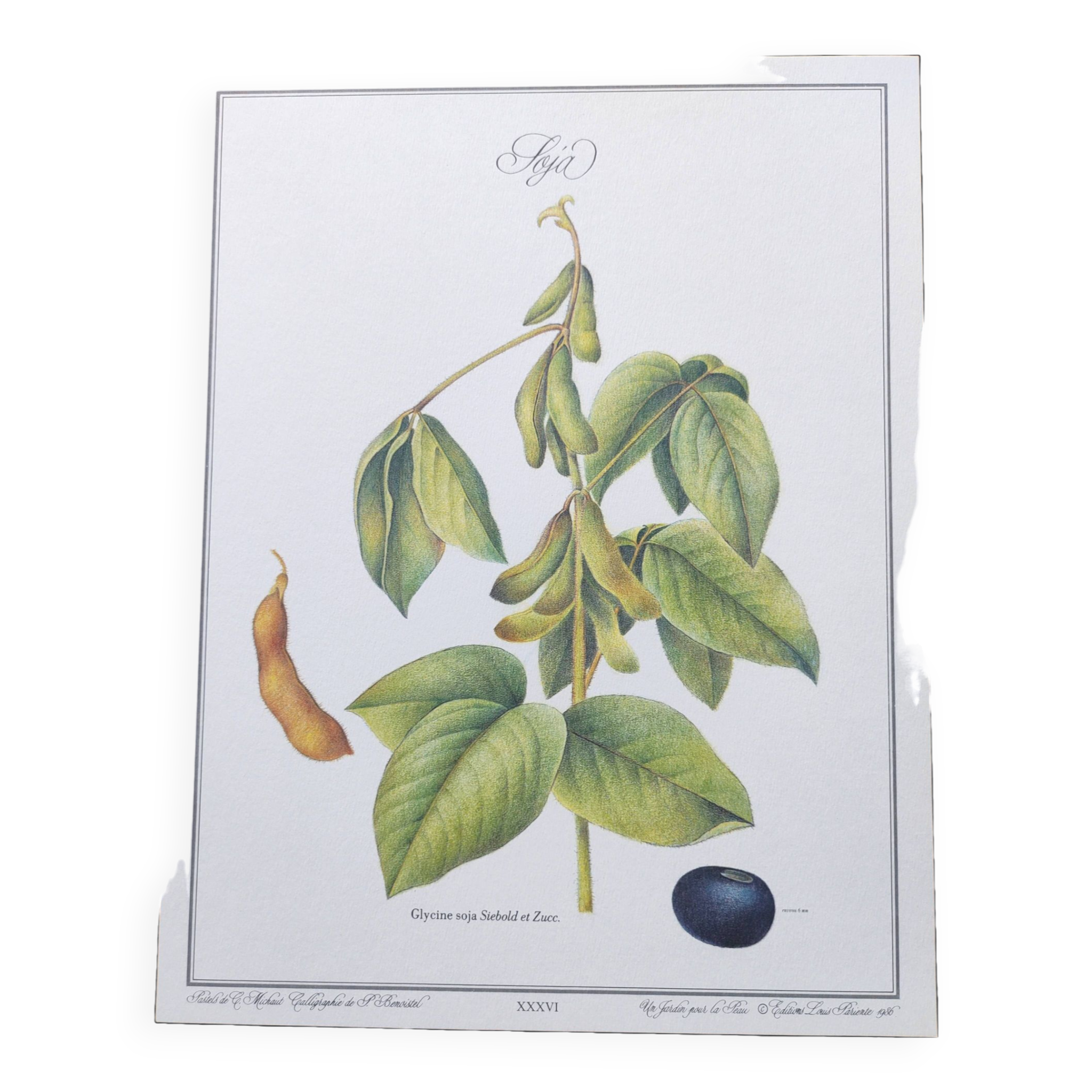 Botanical illustration -Soybean- Engraving of medicinal plants and flowers. Pastels by C. Michaut