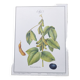 Botanical illustration -Soybean- Engraving of medicinal plants and flowers. Pastels by C. Michaut