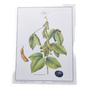 Botanical illustration -Soybean- Engraving of medicinal plants and flowers. Pastels by C. Michaut