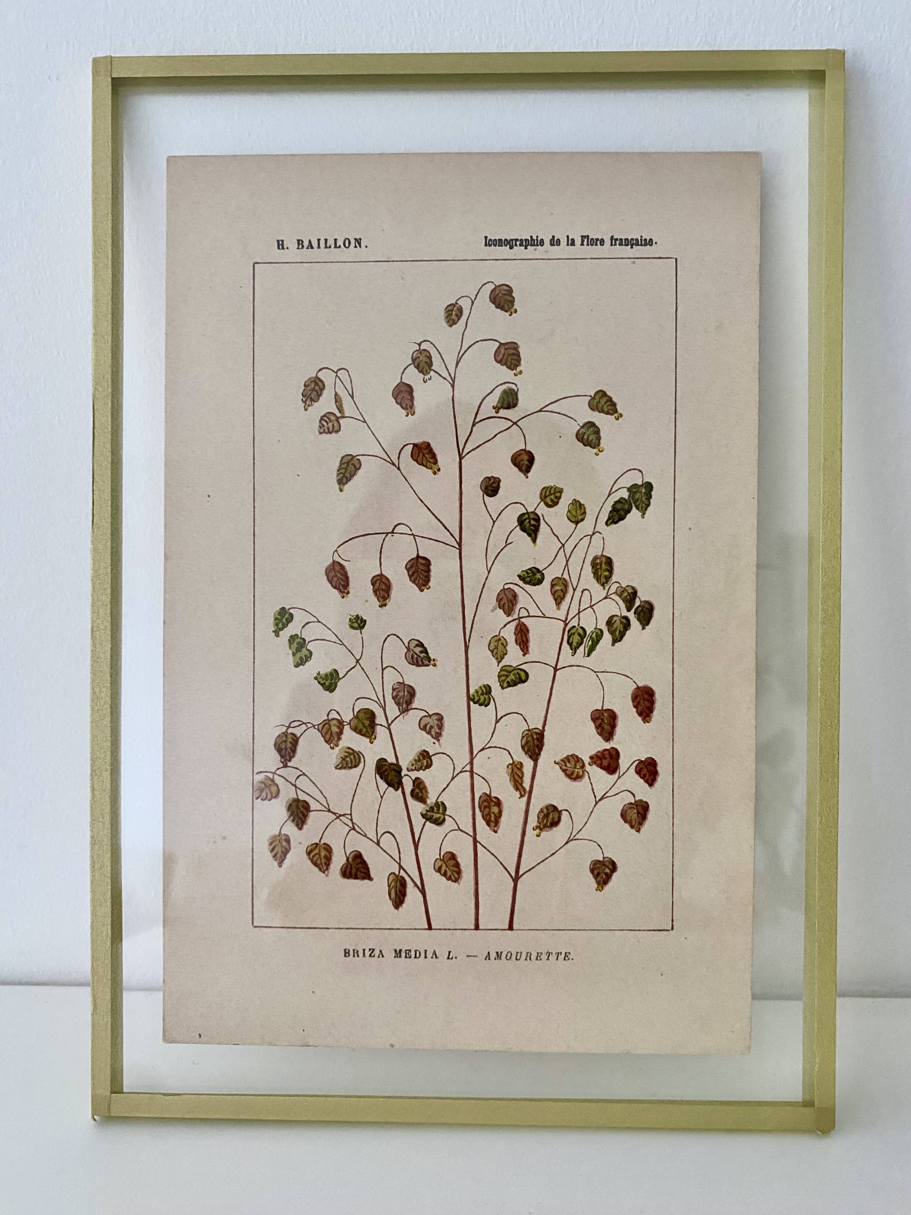 Botanical plate