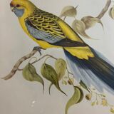 Bird lithograph j&e gould