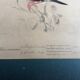 Bird engravings, bird illustration