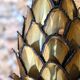 Pineapple lamp